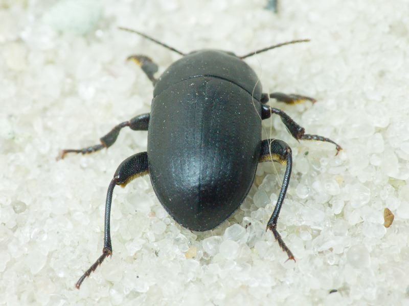 Tenebrionidae Latreille, 1802